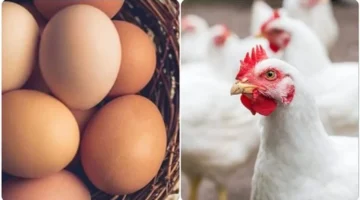 أسعار الدواجن البيضاء والساسو تتذبذب في الأسواق اليوم وتأثيرها على المستهلكين